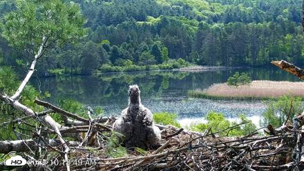 VINS Bald Eagles Nest Live Cams - May 23, 2026, 10:19am EDT