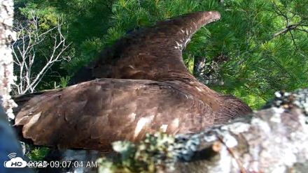 VINS Bald Eagles Nest Live Cams - Jul 26, 2026, 9:07am EDT