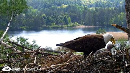 VINS Bald Eagles Nest Live Cams - May 19, 2026, 10:04am EDT