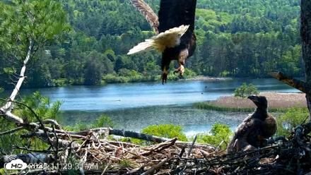 VINS Bald Eagles Nest Live Cams - May 26, 2026, 11:30am EDT