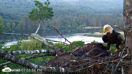 VINS Bald Eagles Nest Live Cams - Jul 2, 2026, 7:52pm EDT