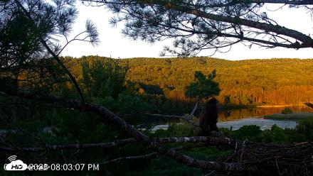 VINS Bald Eagles Nest Live Cams - Jul 19, 2026, 8:03pm EDT