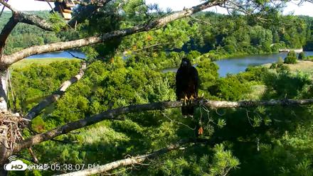 VINS Bald Eagles Nest Live Cams - Jul 23, 2026, 5:38pm EDT