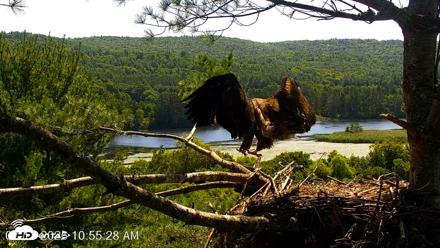 VINS Bald Eagles Nest Live Cams - Jul 17, 2026, 10:56am EDT