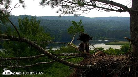 VINS Bald Eagles Nest Live Cams - Jul 6, 2026, 10:19am EDT