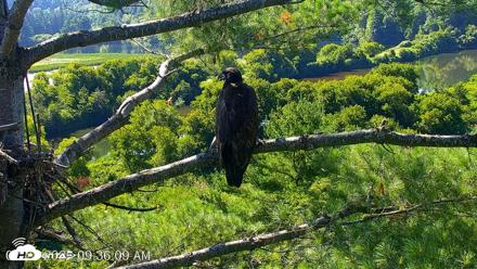 VINS Bald Eagles Nest Live Cams - Jul 24, 2026, 9:37am EDT