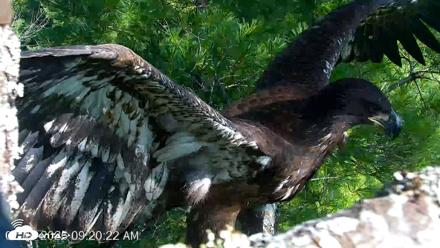 VINS Bald Eagles Nest Live Cams - Jul 26, 2026, 9:21am EDT