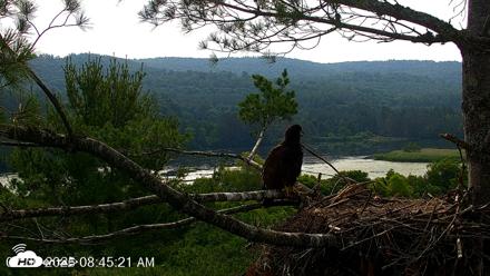 VINS Bald Eagles Nest Live Cams - Jul 6, 2026, 8:46am EDT