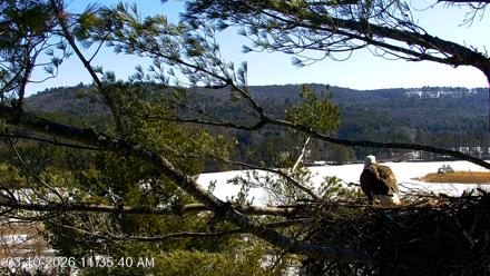 VINS Bald Eagles Nest Live Cams - Mar 10, 2026, 11:36am EDT