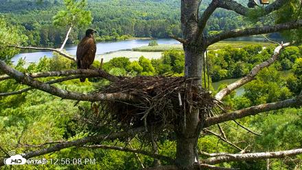 VINS Bald Eagles Nest Live Cams - Aug 13, 2026, 12:56pm EDT