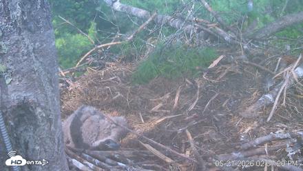 VINS Bald Eagles Nest Live Cams - May 21, 2026, 2:38pm EDT