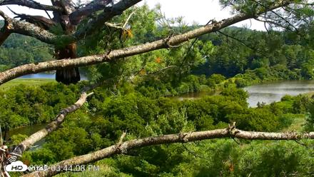 VINS Bald Eagles Nest Live Cams - Jul 20, 2026, 3:45pm EDT