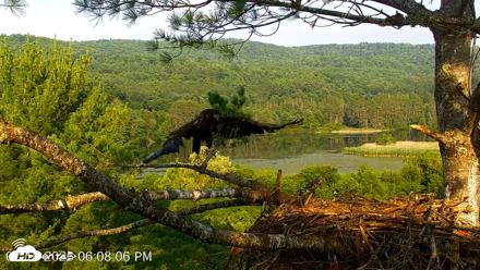 VINS Bald Eagles Nest Live Cams - Jul 16, 2026, 6:08pm EDT
