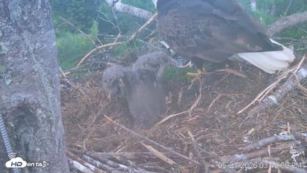 VINS Bald Eagles Nest Live Cams - May 21, 2026, 3:43pm EDT