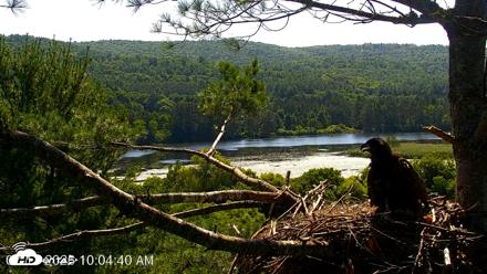 VINS Bald Eagles Nest Live Cams - Jul 17, 2026, 10:05am EDT