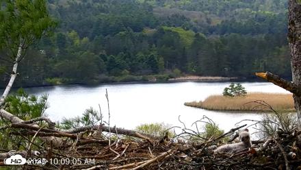 VINS Bald Eagles Nest Live Cams - May 10, 2026, 10:09am EDT