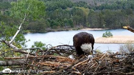VINS Bald Eagles Nest Live Cams - May 3, 2026, 2:17pm EDT