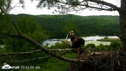 VINS Bald Eagles Nest Live Cams - Jul 10, 2026, 10:56am EDT
