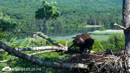 VINS Bald Eagles Nest Live Cams - Jul 24, 2026, 4:04pm EDT