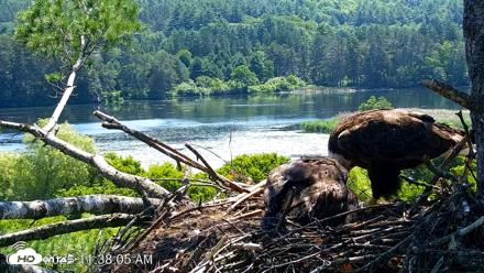 VINS Bald Eagles Nest Live Cams - Jun 28, 2026, 11:38am EDT