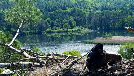 VINS Bald Eagles Nest Live Cams - Jun 3, 2026, 10:32am EDT