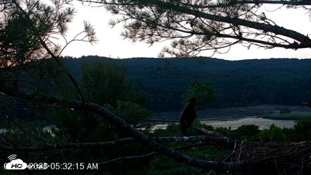 VINS Bald Eagles Nest Live Cams - Jul 20, 2026, 5:33am EDT