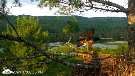 VINS Bald Eagles Nest Live Cams - Jul 9, 2026, 7:09pm EDT