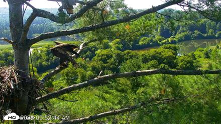 VINS Bald Eagles Nest Live Cams - Jul 25, 2026, 9:54am EDT