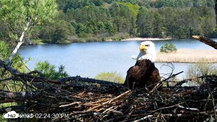 VINS Bald Eagles Nest Live Cams - May 10, 2026, 2:25pm EDT