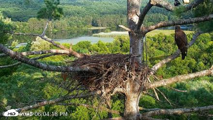 VINS Bald Eagles Nest Live Cams - Aug 12, 2026, 6:05pm EDT