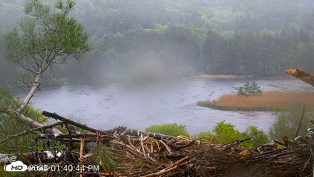 VINS Bald Eagles Nest Live Cams - May 24, 2026, 1:41pm EDT