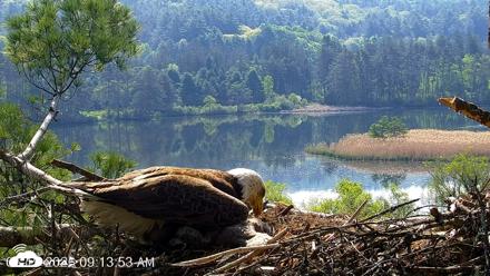 VINS Bald Eagles Nest Live Cams - May 19, 2026, 9:14am EDT