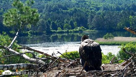 VINS Bald Eagles Nest Live Cams - Jun 16, 2026, 8:43am EDT