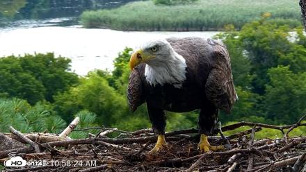 VINS Bald Eagles Nest Live Cams - Aug 22, 2026, 10:59am EDT