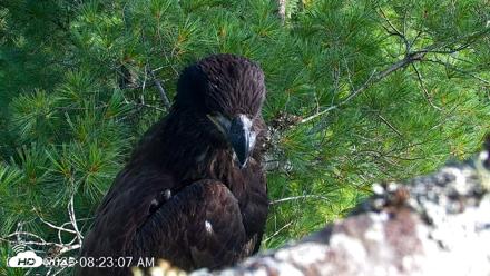 VINS Bald Eagles Nest Live Cams - Jul 26, 2026, 8:23am EDT
