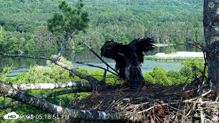 VINS Bald Eagles Nest Live Cams - Jul 1, 2026, 5:19pm EDT
