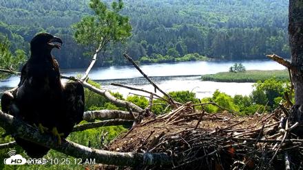 VINS Bald Eagles Nest Live Cams - Jul 3, 2026, 10:26am EDT