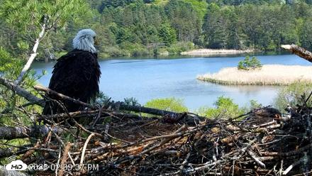 VINS Bald Eagles Nest Live Cams - May 18, 2026, 2:40pm EDT