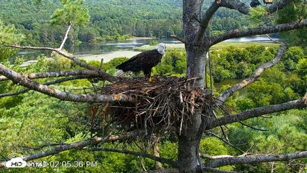 VINS Bald Eagles Nest Live Cams - Aug 10, 2026, 2:06pm EDT