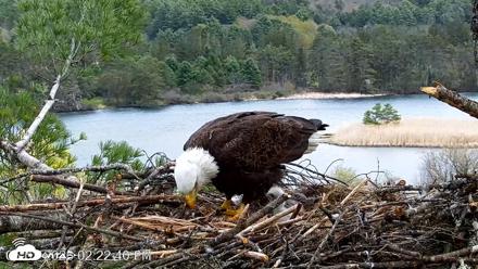 VINS Bald Eagles Nest Live Cams - May 3, 2026, 2:23pm EDT
