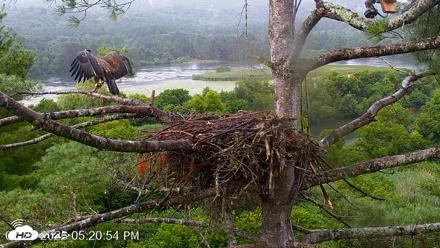 VINS Bald Eagles Nest Live Cams - Jul 29, 2026, 5:21pm EDT