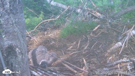 VINS Bald Eagles Nest Live Cams - May 21, 2026, 2:39pm EDT