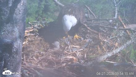 VINS Bald Eagles Nest Live Cams - Apr 27, 2026, 9:55am EDT