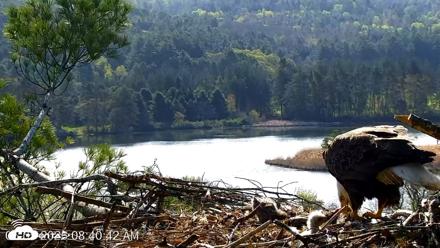 VINS Bald Eagles Nest Live Cams - May 5, 2026, 8:41am EDT