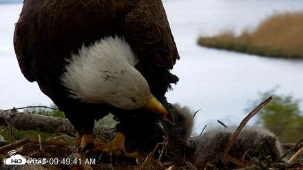 VINS Bald Eagles Nest Live Cams - May 12, 2026, 9:50am EDT