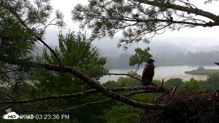 VINS Bald Eagles Nest Live Cams - Jul 18, 2026, 3:24pm EDT