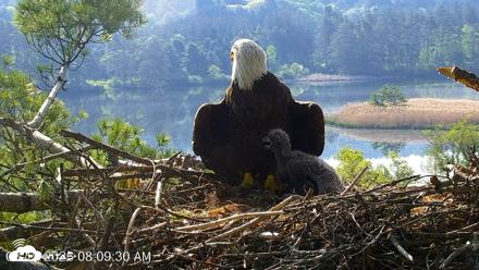 VINS Bald Eagles Nest Live Cams - May 19, 2026, 8:10am EDT