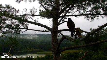 VINS Bald Eagles Nest Live Cams - Aug 23, 2026, 9:23am EDT