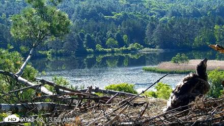 VINS Bald Eagles Nest Live Cams - Jun 3, 2026, 8:14am EDT