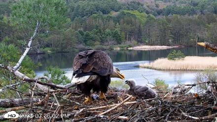 VINS Bald Eagles Nest Live Cams - May 11, 2026, 7:36pm EDT